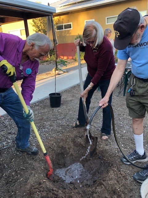 31. Fig Tree Planting