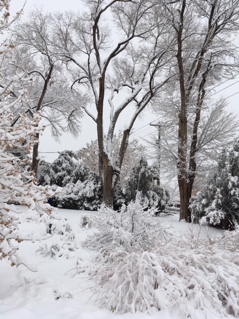36. Front Pond in Snow